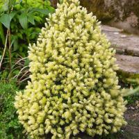 Ель канадская Дейзи Вайт (Picea glauca Daisy’s White), H30-50  С2-С35